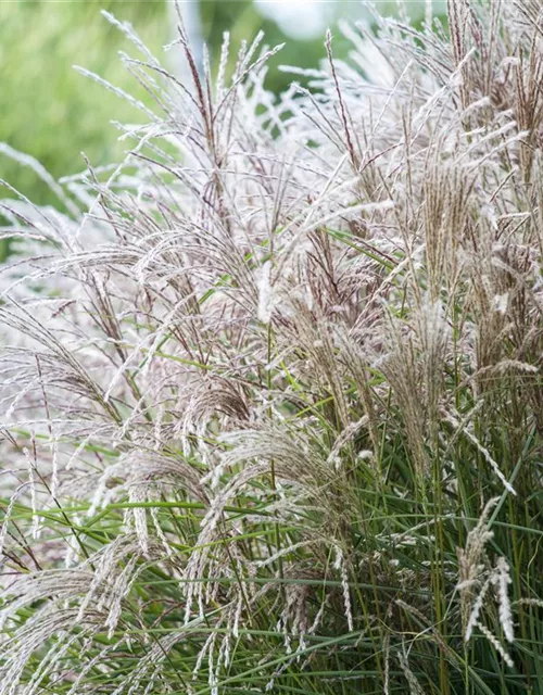 Miscanthus sinensis