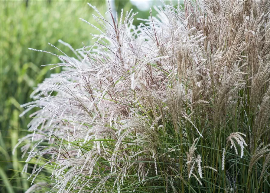 Miscanthus sinensis