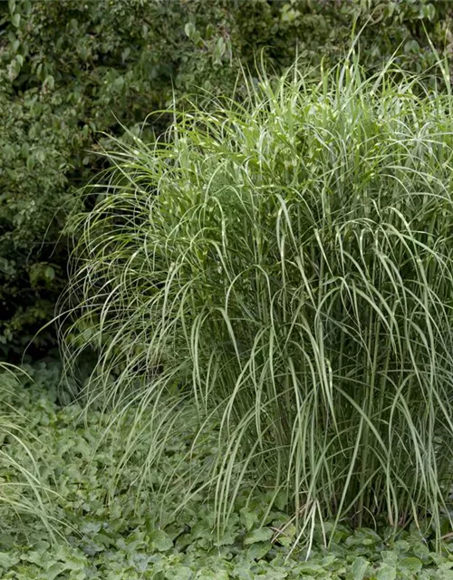 Miscanthus sinensis