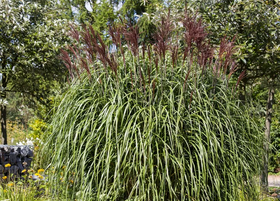 Miscanthus sinensis