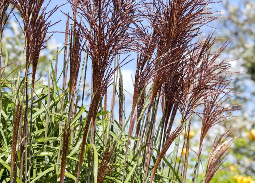 Miscanthus sinensis