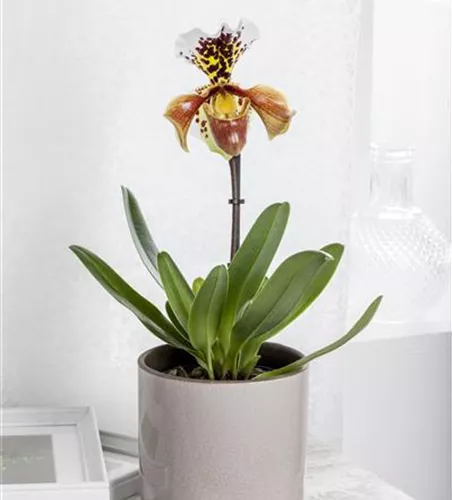 Paphiopedilum