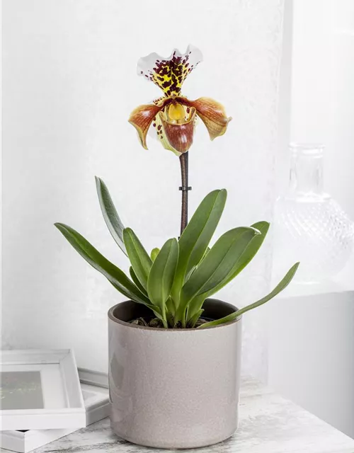 Paphiopedilum