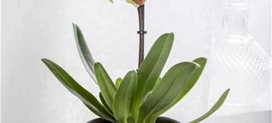 Paphiopedilum