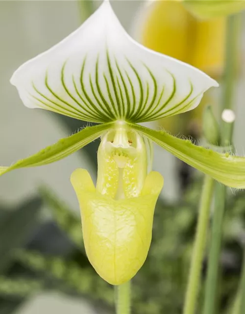 Paphiopedilum