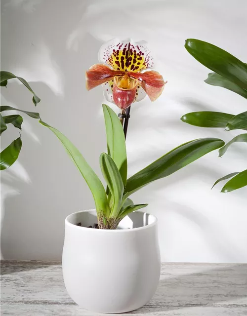 Paphiopedilum