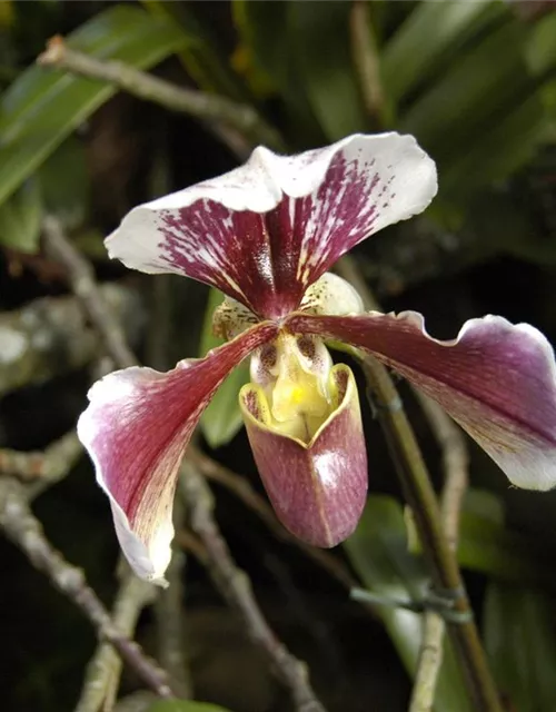 Paphiopedilum