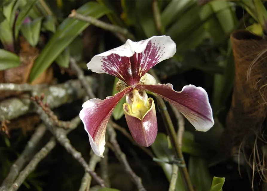 Paphiopedilum