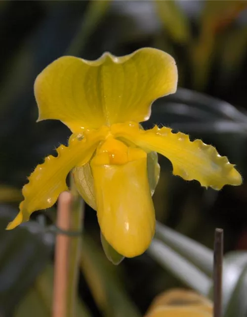 Paphiopedilum