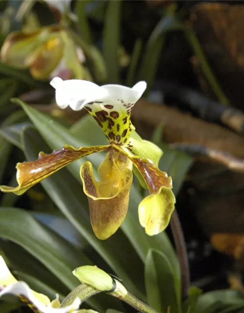 Paphiopedilum