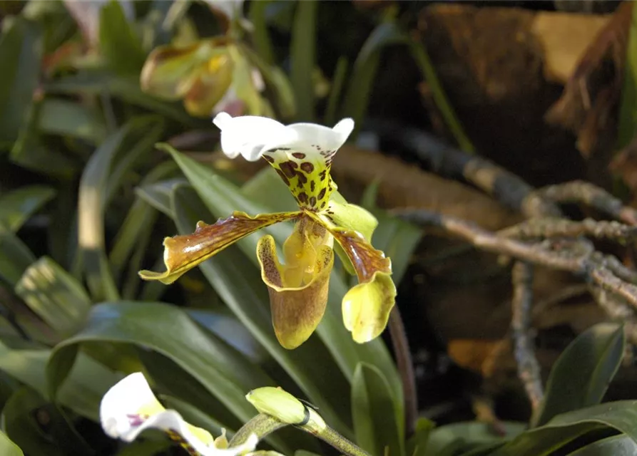 Paphiopedilum