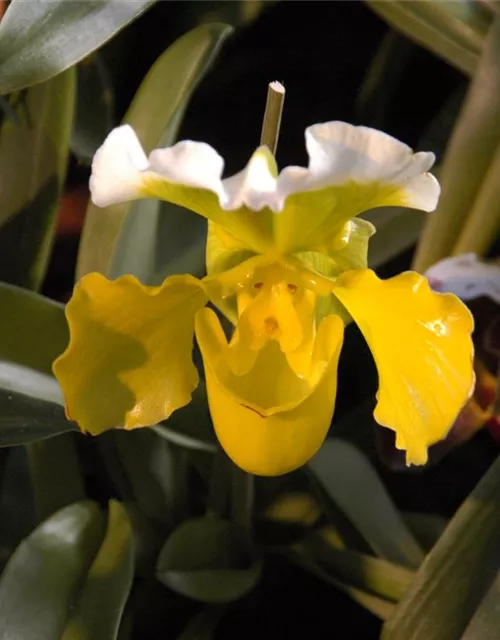 Paphiopedilum