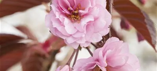 Prunus serrulata 'Royal Burgundy'®