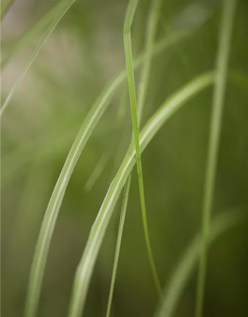 Miscanthus sinensis 'Gracillimus'