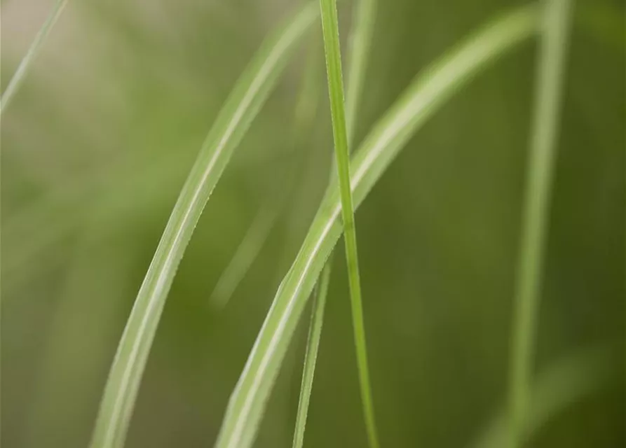 Miscanthus sinensis 'Gracillimus'