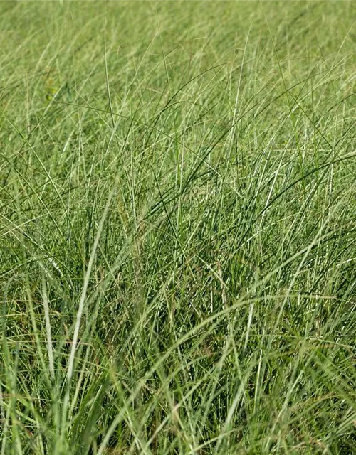 Miscanthus sinensis 'Gracillimus'