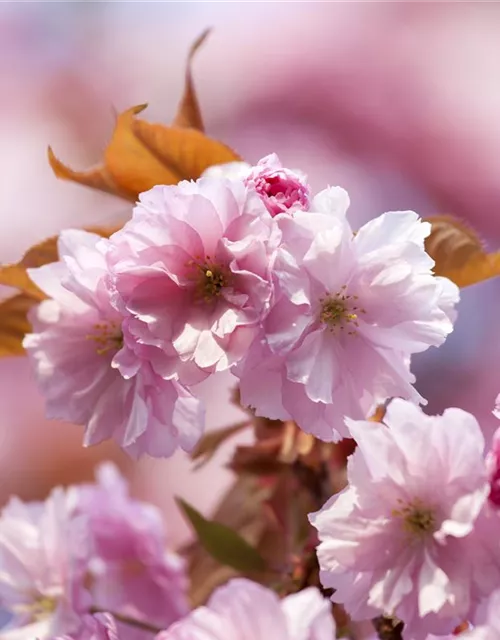 Prunus subhirtella 'Accolade'