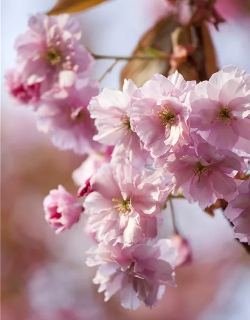 Prunus subhirtella 'Accolade'