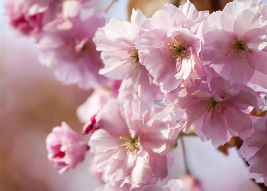 Prunus subhirtella 'Accolade'