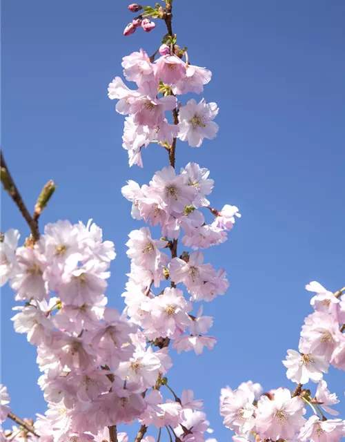 Prunus subhirtella 'Accolade'