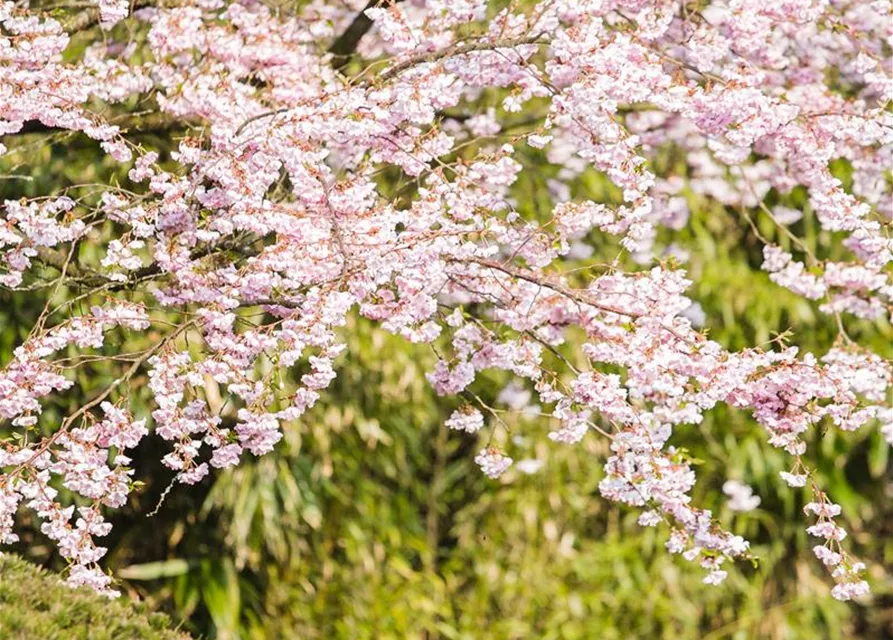 Prunus subhirtella 'Accolade'