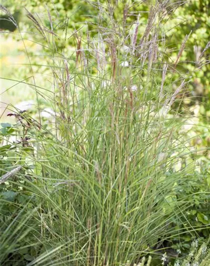 Miscanthus sinensis 'Kleine Fontäne'