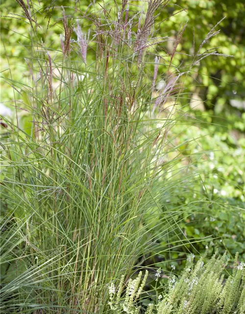 Miscanthus sinensis 'Kleine Fontäne'