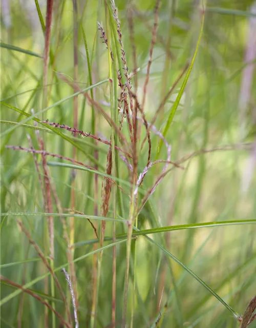 Miscanthus sinensis 'Kleine Fontäne'