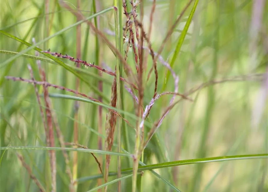 Miscanthus sinensis 'Kleine Fontäne'