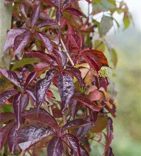 Parthenocissus quinquefolia