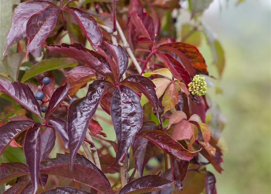 Parthenocissus quinquefolia