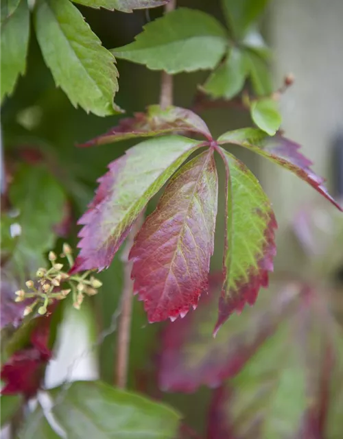 Parthenocissus quinquefolia