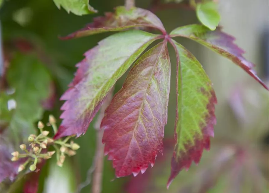 Parthenocissus quinquefolia