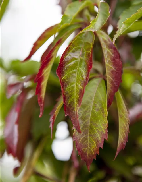 Parthenocissus quinquefolia