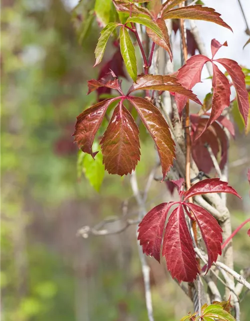 Parthenocissus quinquefolia