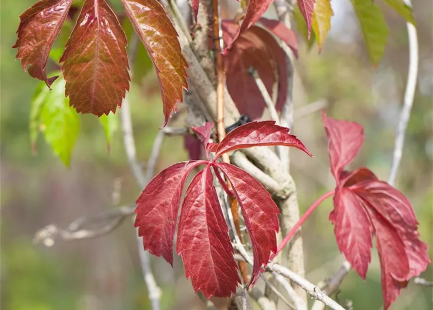 Parthenocissus quinquefolia