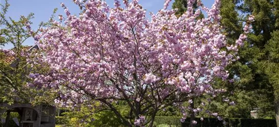 Prunus, Zierkirsche