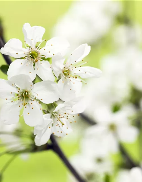 Prunus, Zierkirsche