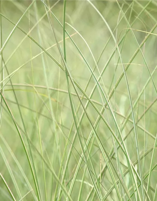 Miscanthus sinensis 'Strictus'