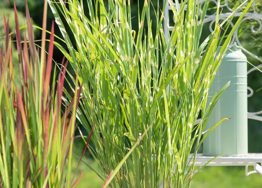 Miscanthus sinensis 'Strictus'