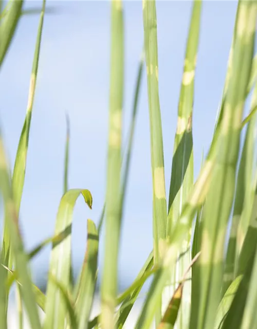 Miscanthus sinensis 'Strictus'