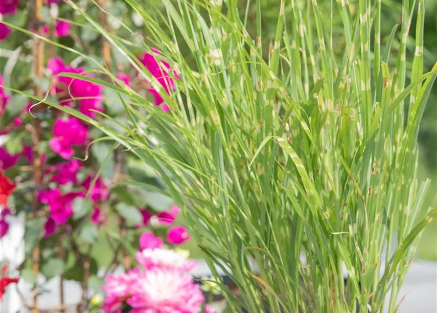 Miscanthus sinensis 'Strictus'