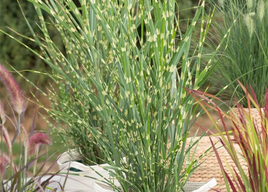 Miscanthus sinensis 'Strictus'