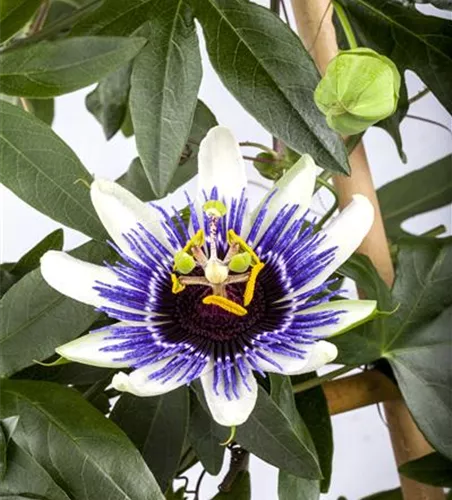 Passiflora caerulea