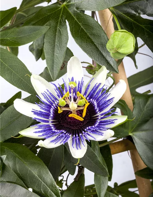 Passiflora caerulea