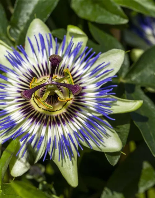 Passiflora caerulea