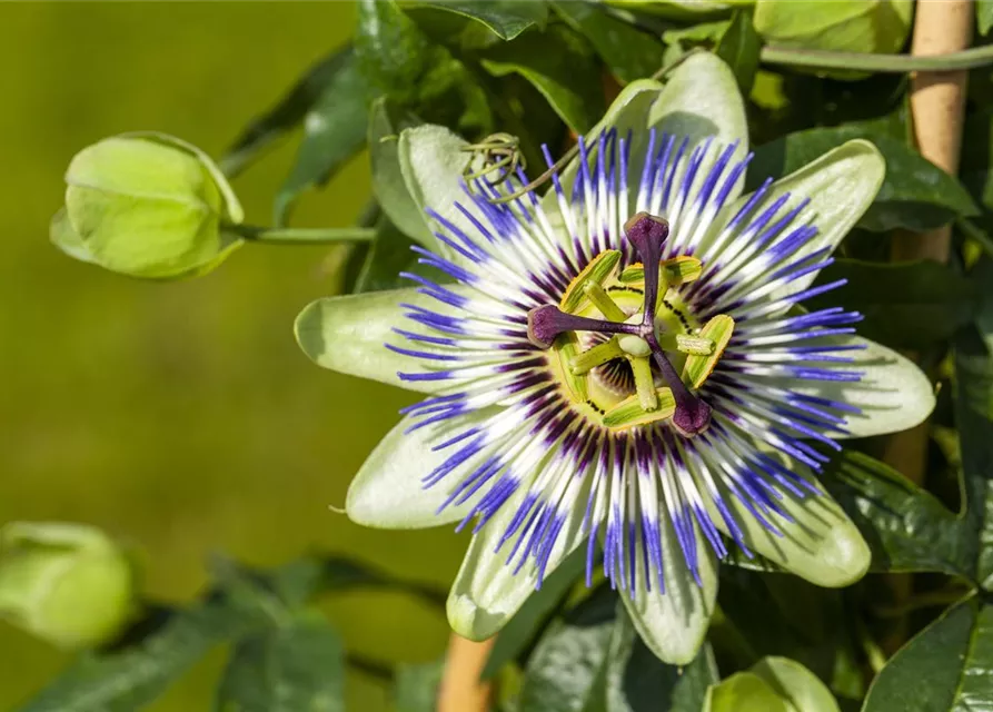 Passiflora caerulea