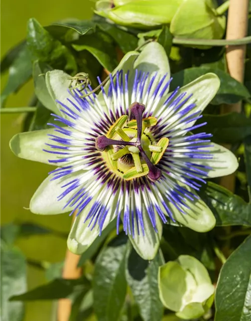 Passiflora caerulea