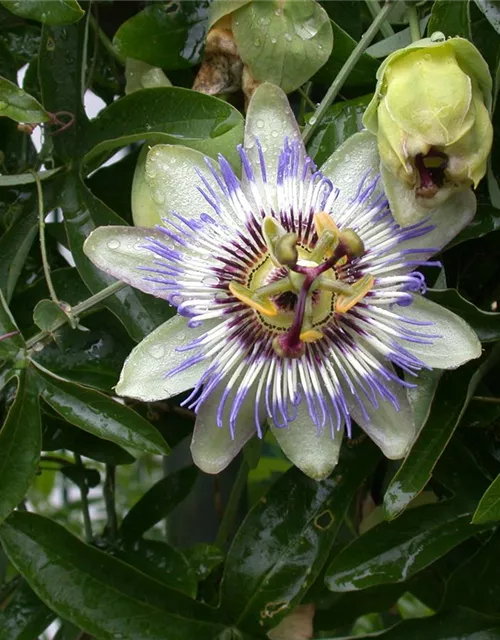 Passiflora caerulea