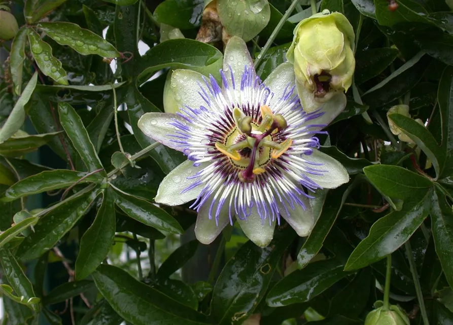 Passiflora caerulea